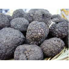 Мицелий Трюфеля черного перигорского  (Tuber melanosporum)